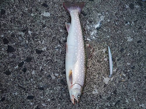 アメマスの釣果