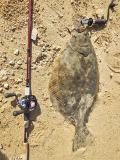 ヒラメの釣果