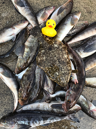 ホッケの釣果