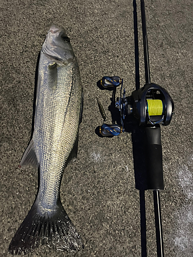 シーバスの釣果