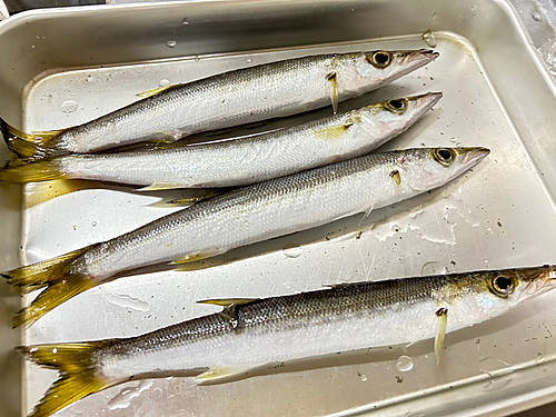 カマスの釣果