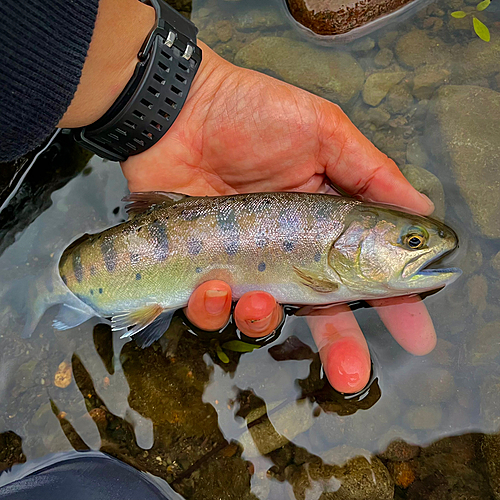 ヤマメの釣果