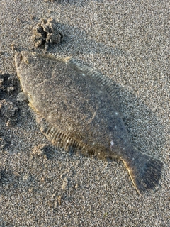 ヒラメの釣果