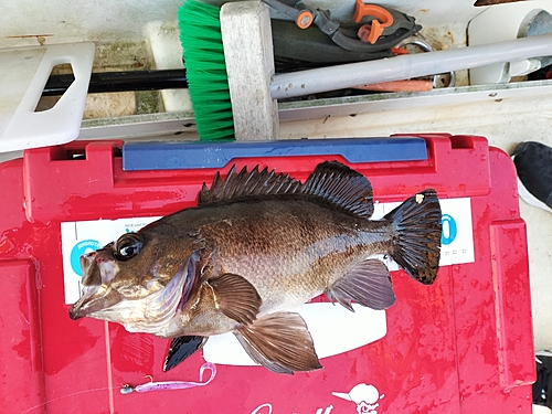 アカメバルの釣果