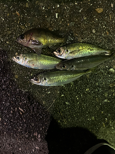 アジの釣果