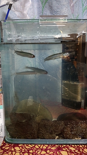 アユの釣果