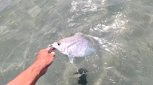 リュウキュウドロクイの釣果