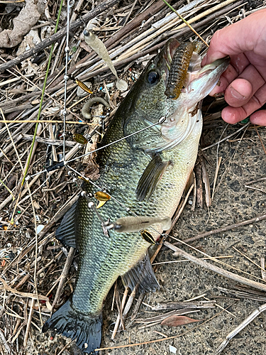 ブラックバスの釣果