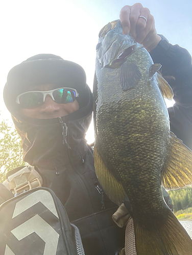 スモールマウスバスの釣果