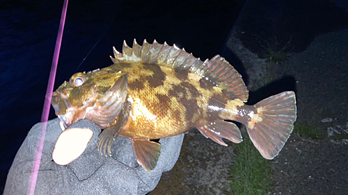 カサゴの釣果