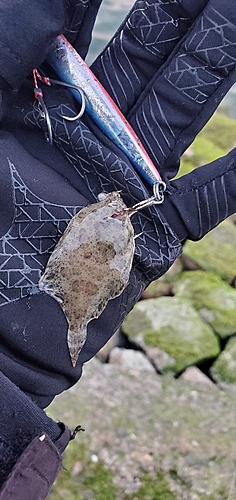 カレイの釣果