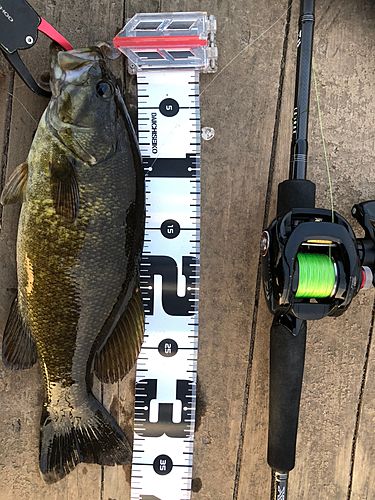 スモールマウスバスの釣果