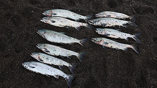 シロザケの釣果