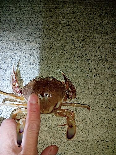 ヒラツメガニの釣果