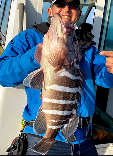 マハタの釣果