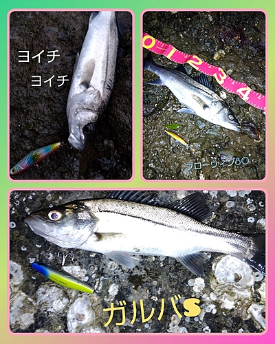 シーバスの釣果