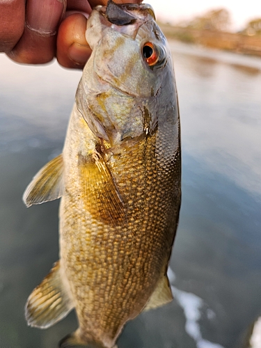 スモールマウスバスの釣果