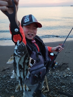 コトヒキの釣果