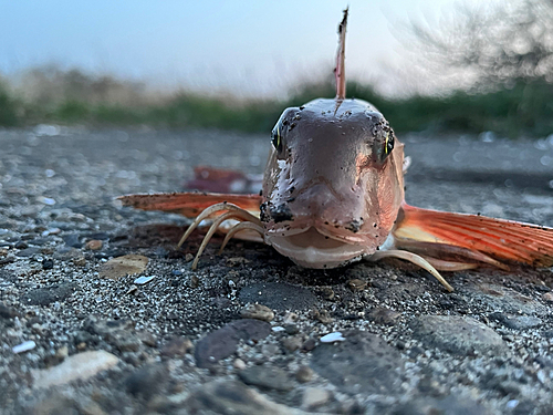 カナガシラの釣果