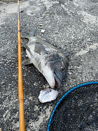 クロダイの釣果