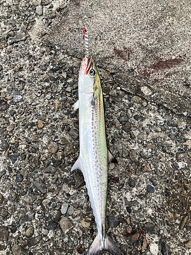 サゴシの釣果