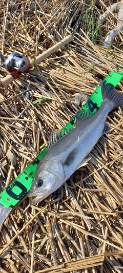 フッコ（マルスズキ）の釣果