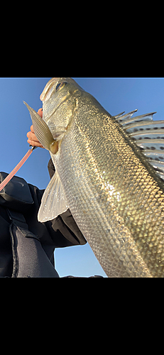 スズキの釣果