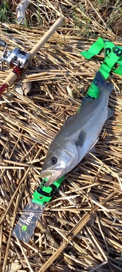 フッコ（マルスズキ）の釣果