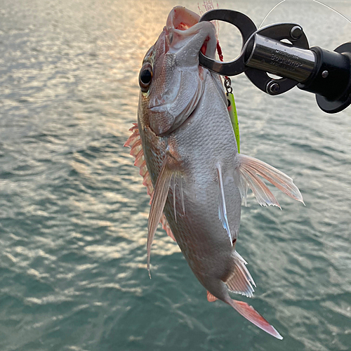 チャリコの釣果