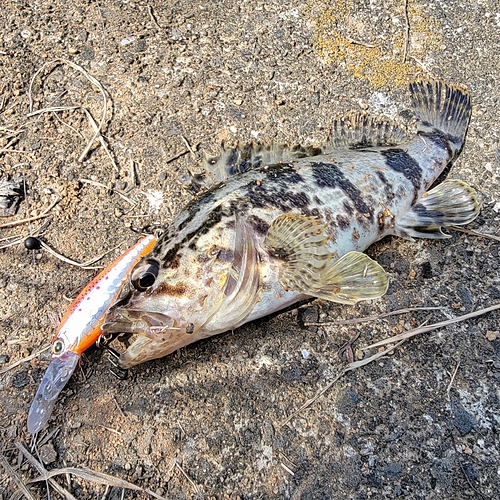 タケノコメバルの釣果