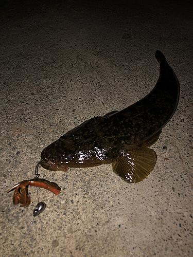 マゴチの釣果