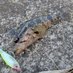 タケノコメバルの釣果