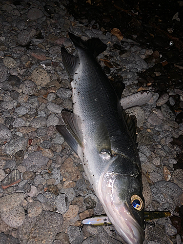 セイゴ（ヒラスズキ）の釣果