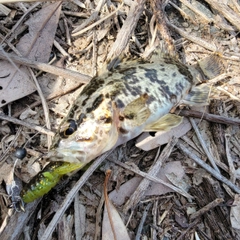 タケノコメバルの釣果