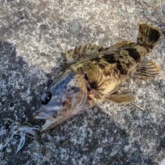 タケノコメバルの釣果