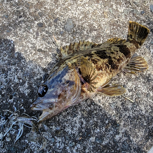 タケノコメバルの釣果