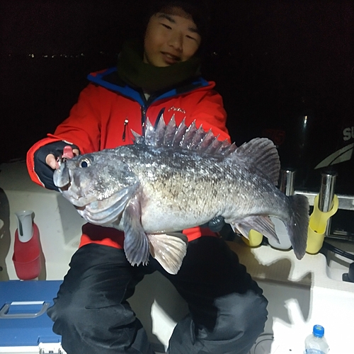 クロソイの釣果