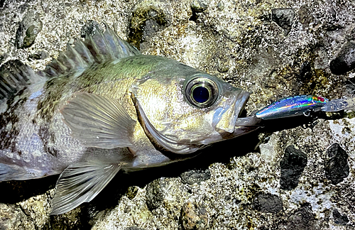 クロメバルの釣果