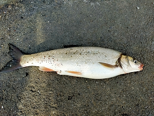 マルタウグイの釣果