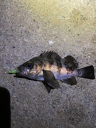 メバルの釣果