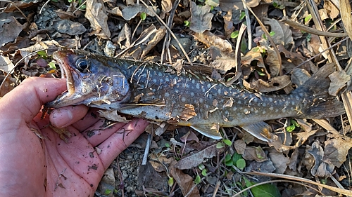 イワナの釣果