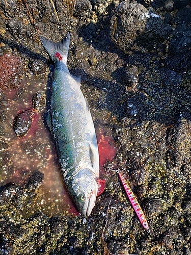 サクラマスの釣果