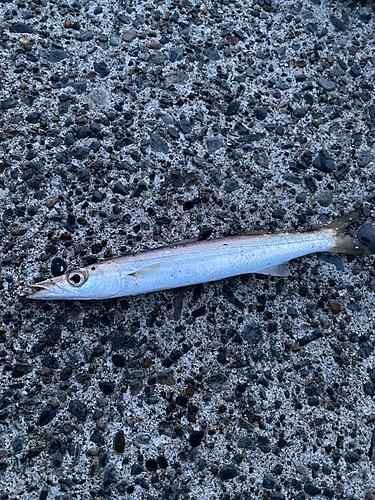 カマスの釣果