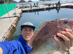 マダイの釣果