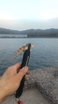 ハゼの釣果