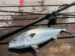 ブリの釣果