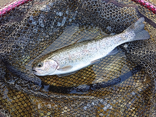 ニジマスの釣果