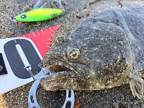 ヒラメの釣果