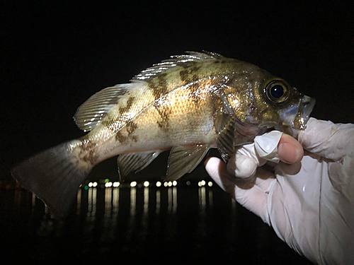 シロメバルの釣果