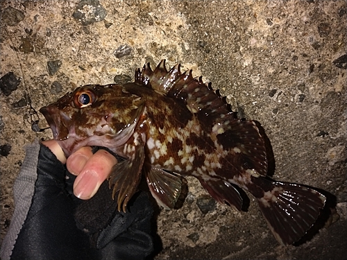 ガシラの釣果